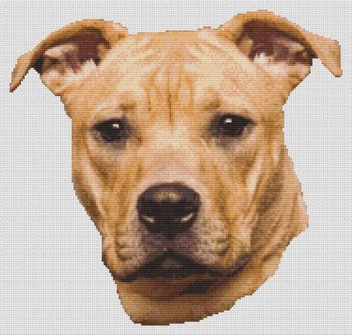 (image for) Tan Pit Bull